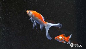 harga ikan komet