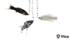 ikan molly