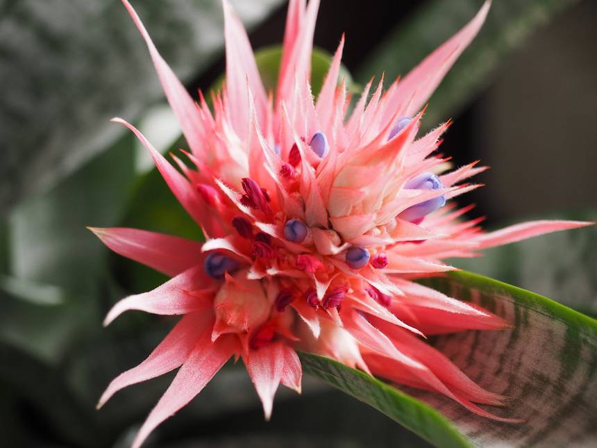 jenis tanaman hias bromeliad