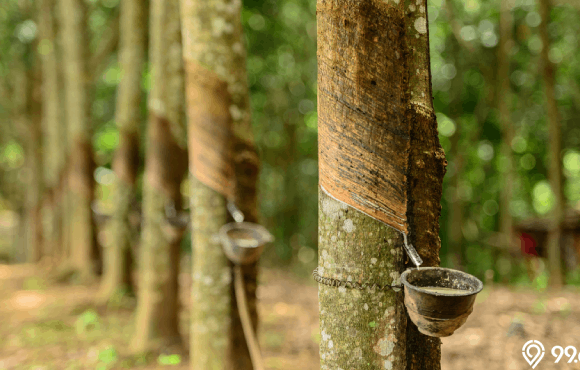 jenis pohon tanaman karet