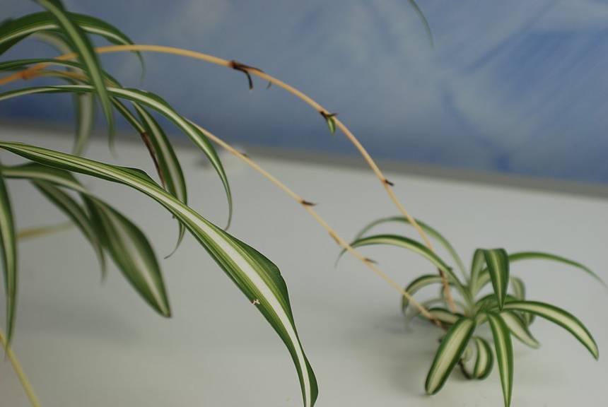 spider plant