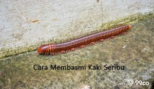 cara membasmi kaki seribu