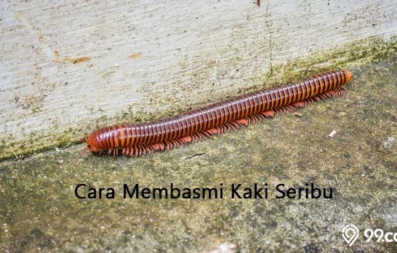 cara membasmi kaki seribu