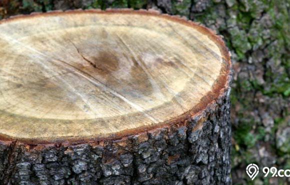 kayu kamper