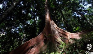 kayu merbau