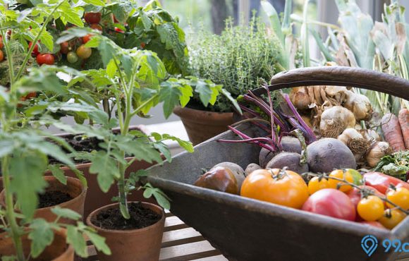 kebun sayur di rumah