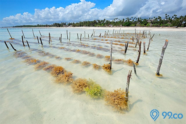 Cara Budidaya Rumput Laut Bisa Untung Sampai Miliaran