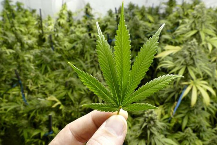 potensi industri ganja