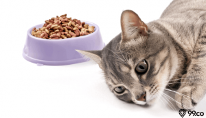 kucing tidak mau makan