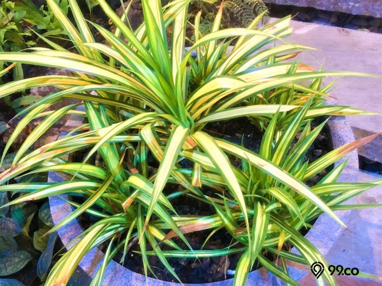 7 Jenis Alang Alang Ini Bisa Dijadikan Tanaman Hias lo