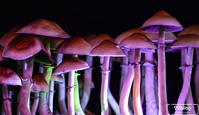 Bisa Halusinasi Ini Fakta Konsumsi Magic Mushroom Yang Berbahaya