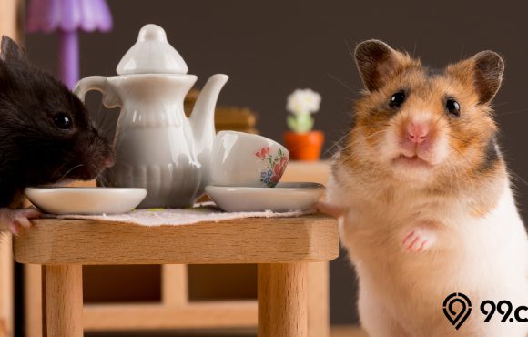 makanan hamster