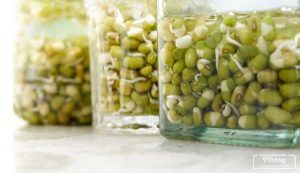 manfaat air rebusan kacang hijau