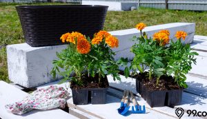 manfaat bunga marigold