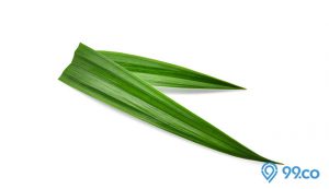 manfaat daun pandan