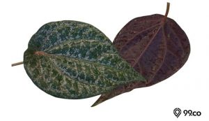 manfaat daun sirih merah
