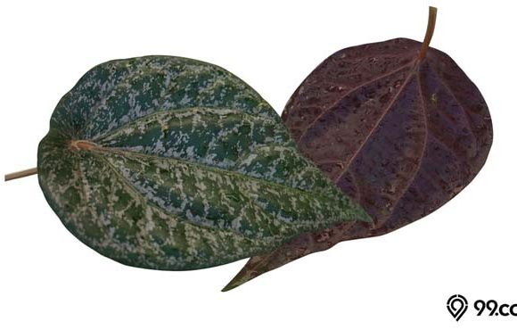 manfaat daun sirih merah