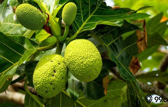 manfaat daun sukun