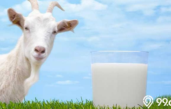 manfaat susu kambing
