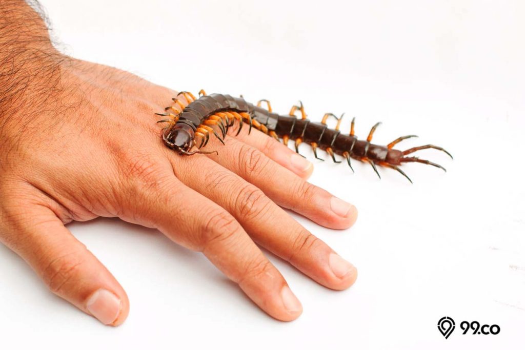 Cara Mengobati Gigitan Kelabang secara Efektif | Awas Tetanus!