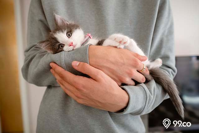 Jangan Sembarangan Begini Cara Merawat Anak Kucing Yang Baru Lahir Halaman All Kompas Com