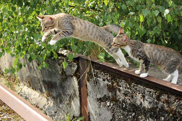 7 Mitos Kucing Terseram. Bikin Bulu Kuduk Merinding!