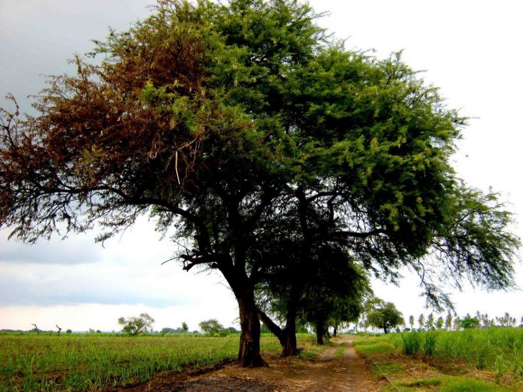 pohon angker pohon asam jawa besar