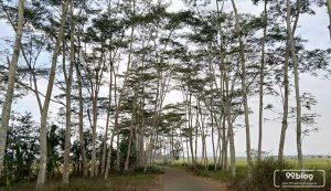 Albizia chinensis