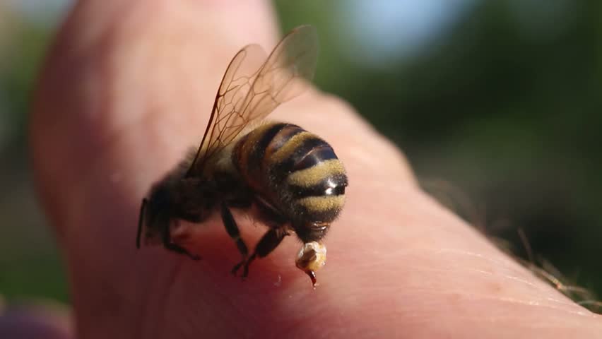 Cara Membasmi Sarang Tawon Di Rumah Dilengkapi Jenis Berbahaya Cara Membasmi Sarang Tawon Di Rumah Dilengkapi Jenis Berbahaya