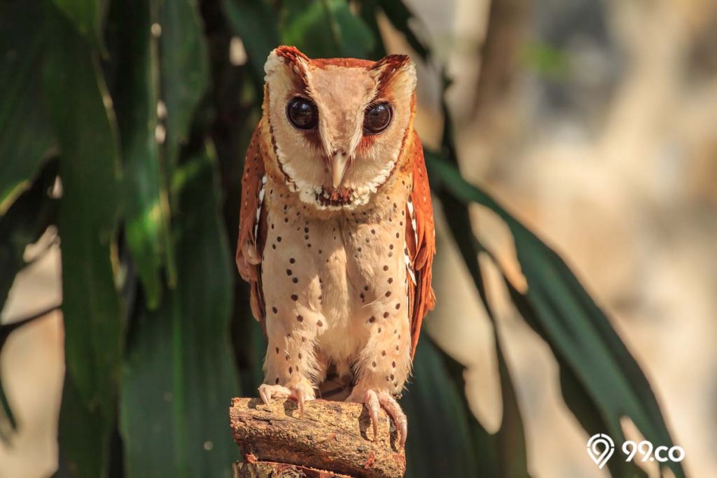 burung hantu serak bukit