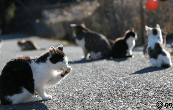 kucing