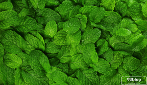 manfaat daun mint