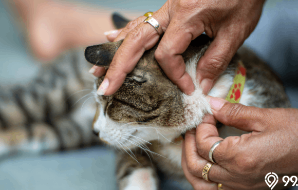 Cara Membasmi Kutu Kucing yang Berkeliaran di Ruangan Rumah
