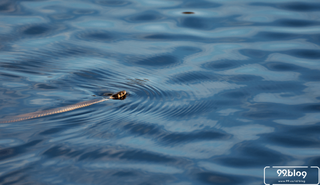 5 Binatang Liar Yang Muncul Di Pemukiman Warga Akibat Banjir Jakarta