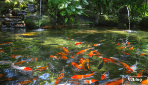 membuat kolam ikan
