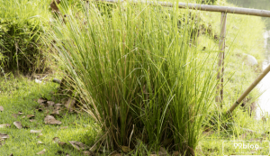 tanaman vetiver