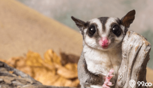 cara merawat sugar glider