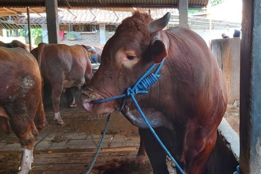 sapi si merah