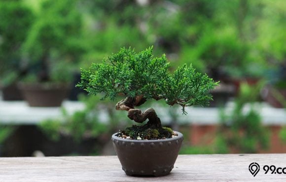 tanaman bonsai