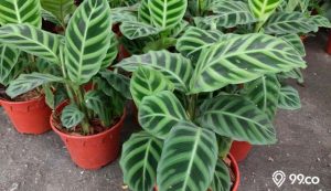 tanaman calathea