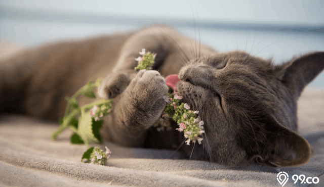 tanaman catnip