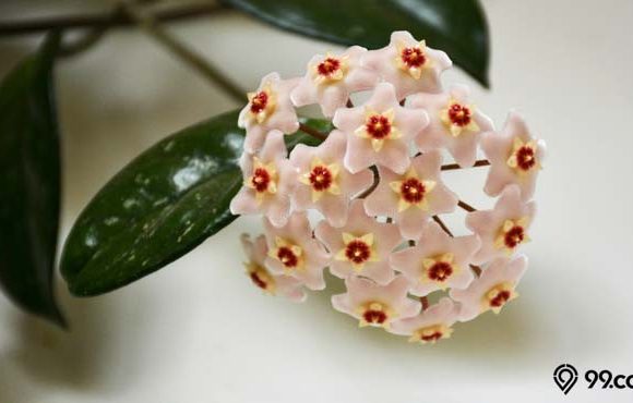 tanaman hoya