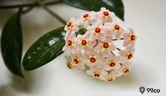 tanaman hoya