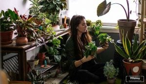Tak Bisa Mati, 7 Tanaman Indoor Ini Cocok Menghiasi Isi Rumah