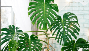 tanaman monstera deliciosa