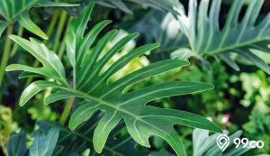 philondendron