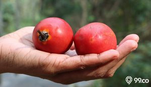 buah terong belanda