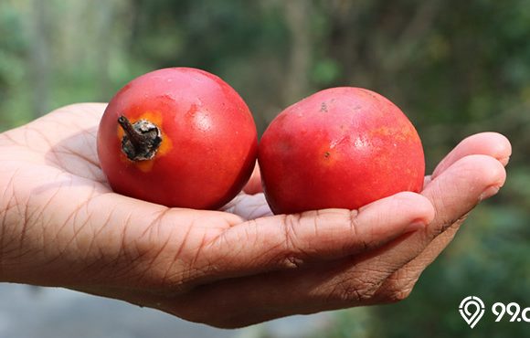 buah terong belanda
