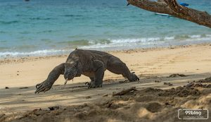 tiket masuk pulau komodo