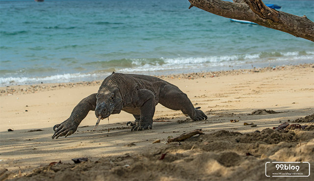 tiket masuk pulau komodo